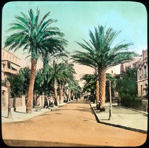 Laan van palmen, Hyeres, Frankrijk, eind 19e of begin 20e eeuw