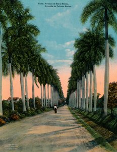 Laan van koninklijke palmen, Cuba, ca. 1920 door Unbekannt