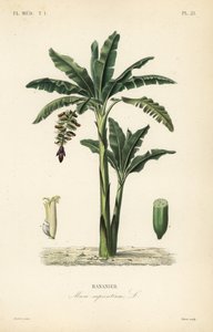 Bananenboom, Musa paradisiaca