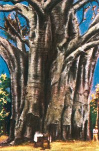 Baobabbomen, Usambara-gebergte, ca. 1928 door Unbekannt