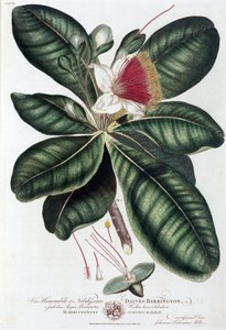 Barringtonia