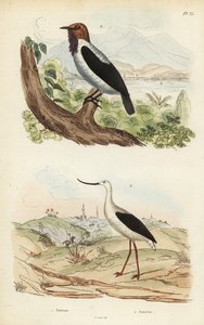 Baardklokvogel, Procnias averano, en Amerikaanse steltkluut, Recurvirostra americana door Unbekannt