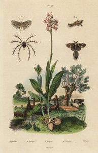 Bijenorchidee, Ophrys apifera, aaporchidee, Orchis simia, roestige stippelmot, Orgyia antiqua, twintigpluimmot, Alucita hexadactyla, en Oribata geniculata mijt door Unbekannt