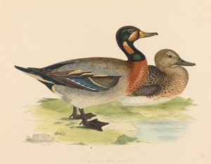 Bimaculated eend