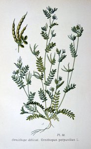 Vogelpoot, 1893 door Unbekannt