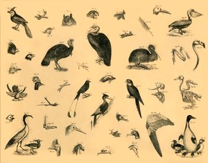 Vogels, ca. 1910