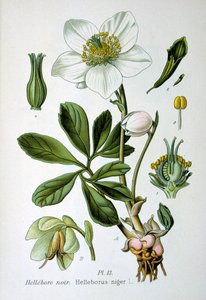Zwarte nieskruid, 1893 door Unbekannt