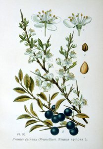 Sleedoorn, 1893