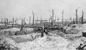 Verwoeste boomstronken, Mesnil, Champagne, Frankrijk, Eerste Wereldoorlog, 1915