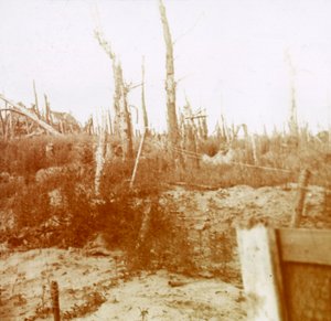 Verwoest hout, Nieuwpoort, Vlaanderen, België door Unbekannt
