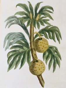 Broodvrucht Artocarpus incisus, 1823