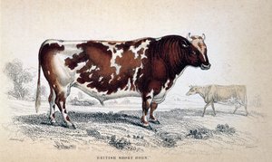 Britse Korthoorn, 1839