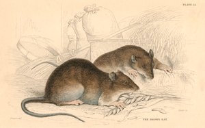 Bruine rat Rattus rattus