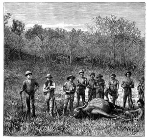 Buffeljagers in de Transvaal, Zuid-Afrika, c1890