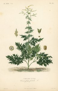 Zilverkaars of cohosh, Actaea cimicifuga, Cimicifuga foetida, Cimicaire fetide