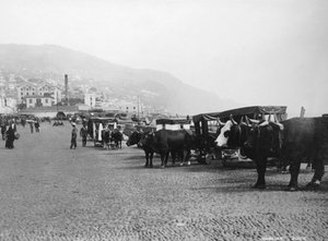 Ossenwagens, Madeira, Portugal, ca. 1920s-1930s