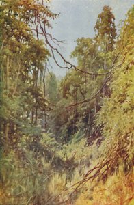 Birmaanse Jungle, 1924 door Unbekannt