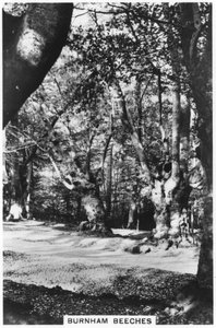 Burnham Beeches, Buckinghamshire, 1937 door Unbekannt