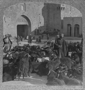Geiten kopen bij de Damascuspoort, Jeruzalem, c1900