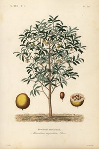 Kalebasnootmuskaat, Monodora myristica, Monodore aromatique