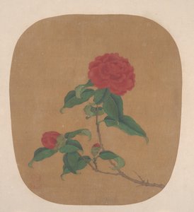 Camellia Bloemen
