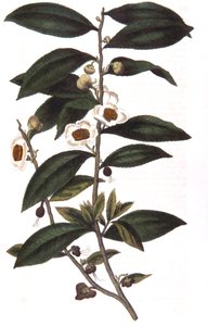 Camellia sinensis - theeplant, 1823