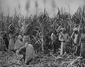 Rietsnijders in Jamaica, 1891 door Unbekannt