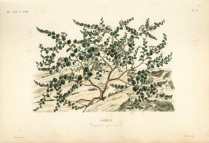 Kappertjesstruik of Flinders roos, Capparis spinosa