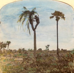 Kapitein Osman schietend vanuit een boom met behulp van riemen, India, 1900s door Unbekannt