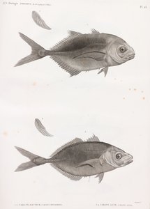 Caranx Sauteur & Caranx Lune