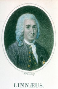 Carolus Linnaeus, 18e-eeuwse Zweedse natuuronderzoeker, begin 19e eeuw