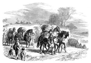 Brood naar Londen dragen op pakpaarden, ca. 1895