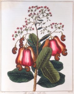 Cashewnoot - Anacardium occidentale, c1798