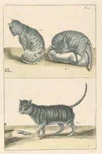 Katten door Unbekannt