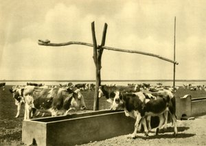 Vee drinkend bij een trog, Burgenland, Oostenrijk, ca. 1935