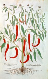 Cayennepeperplant Capsicum, 16e eeuw
