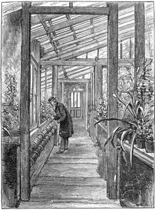 Charles Darwin 1809-1882, Engelse natuuronderzoeker, in zijn kas door Unbekannt