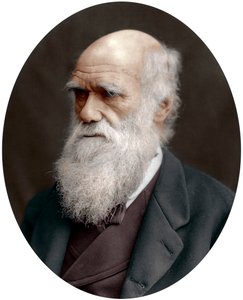 Charles Darwin, Britse natuuronderzoeker, 1878 door Unbekannt