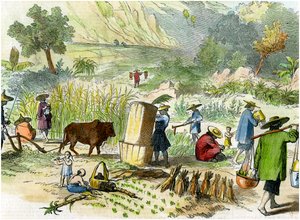 Chinese oogst, Hong Kong, ca. 1875