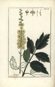 Cimicifuga racemosa of Zilverkaars, Actaea racemosa door Unbekannt