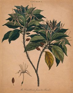 Cinchona. De schors van de Caribische Jezuïeten, 1801 door Unbekannt