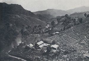 Cingalese theeplantage, 1924 door Unbekannt