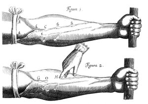 Circulatie van het bloed, 1628