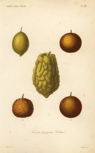 Citrusvruchten