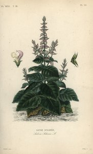Scharlei, Salvia selarea, Sauge sclaree door Unbekannt