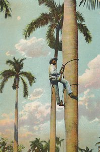 Klimmen in de Koninklijke Palm - Subiendo la Palma Real door Unbekannt