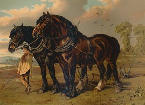 Clydesdale Hengst & Merrie, c1879 door Unbekannt
