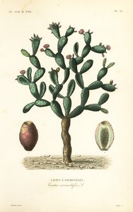 Cochenille cactus, Nopalea cochenillifera, Opuntia cochenillifera, Cactus cochenillifer, Cactus coccinellifer, Cactus a cochenilles door Unbekannt