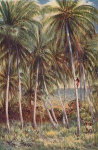 Kokospalmen in Noord-Queensland, 1923 door Unbekannt