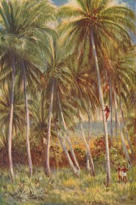 Kokospalmen, 1924 door Unbekannt
